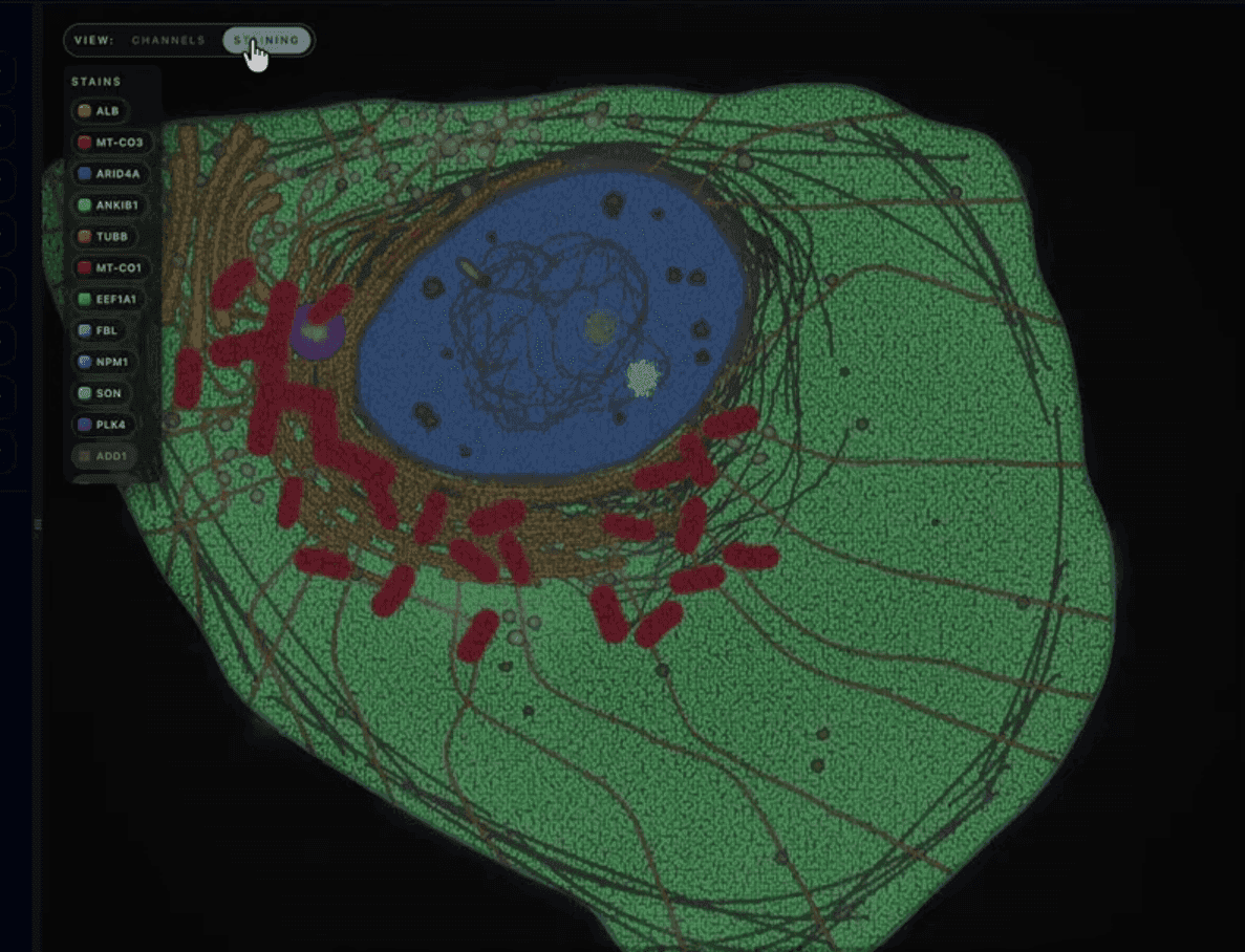 Featured image for "GenBio Unveils AIDO Cell, an AI ‘World Model’ of the Human Cell"